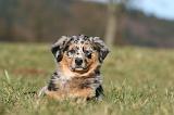 BERGER AUSTRALIEN PUPPIES 767